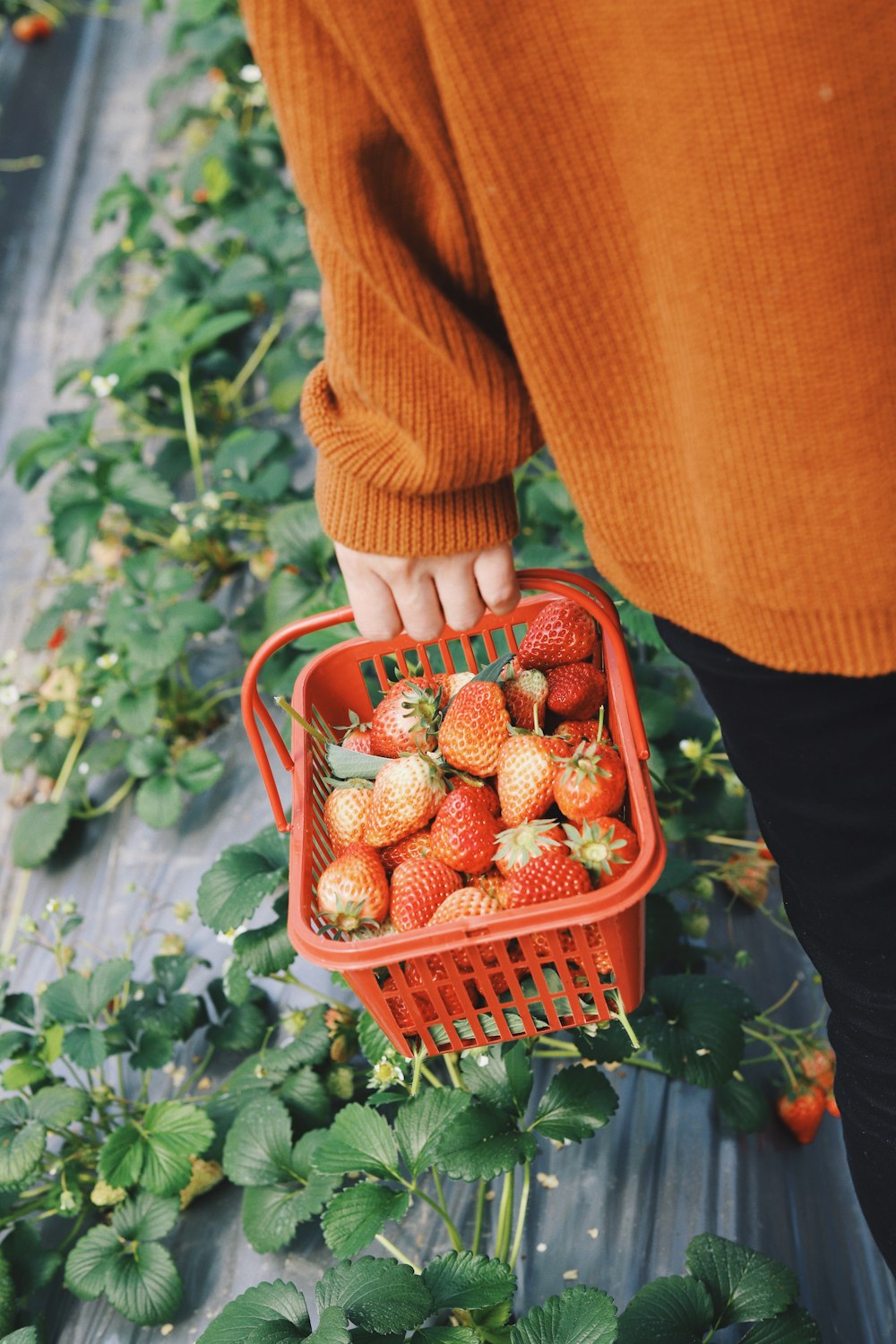 basket of strawberries