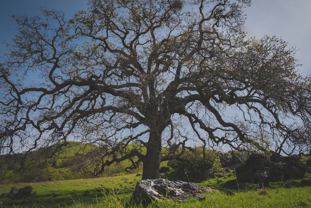 Árvores de folhas verdes perto da montanha