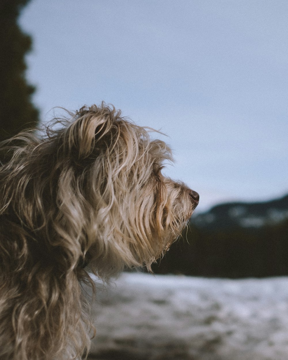 selective focus photography of long-coated tan dog during daytime