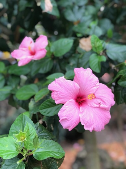 A close-up of vibrant Florida hibiscus flowers blooming in a sunny garden.