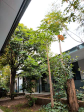 A serene temple courtyard with soft sunlight filtering through lush green trees.