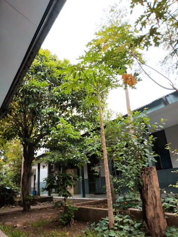 A serene temple courtyard with soft sunlight filtering through lush green trees.