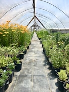 green-leafed plants potted on black pots