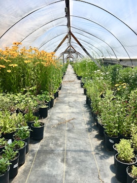 green-leafed plants potted on black pots