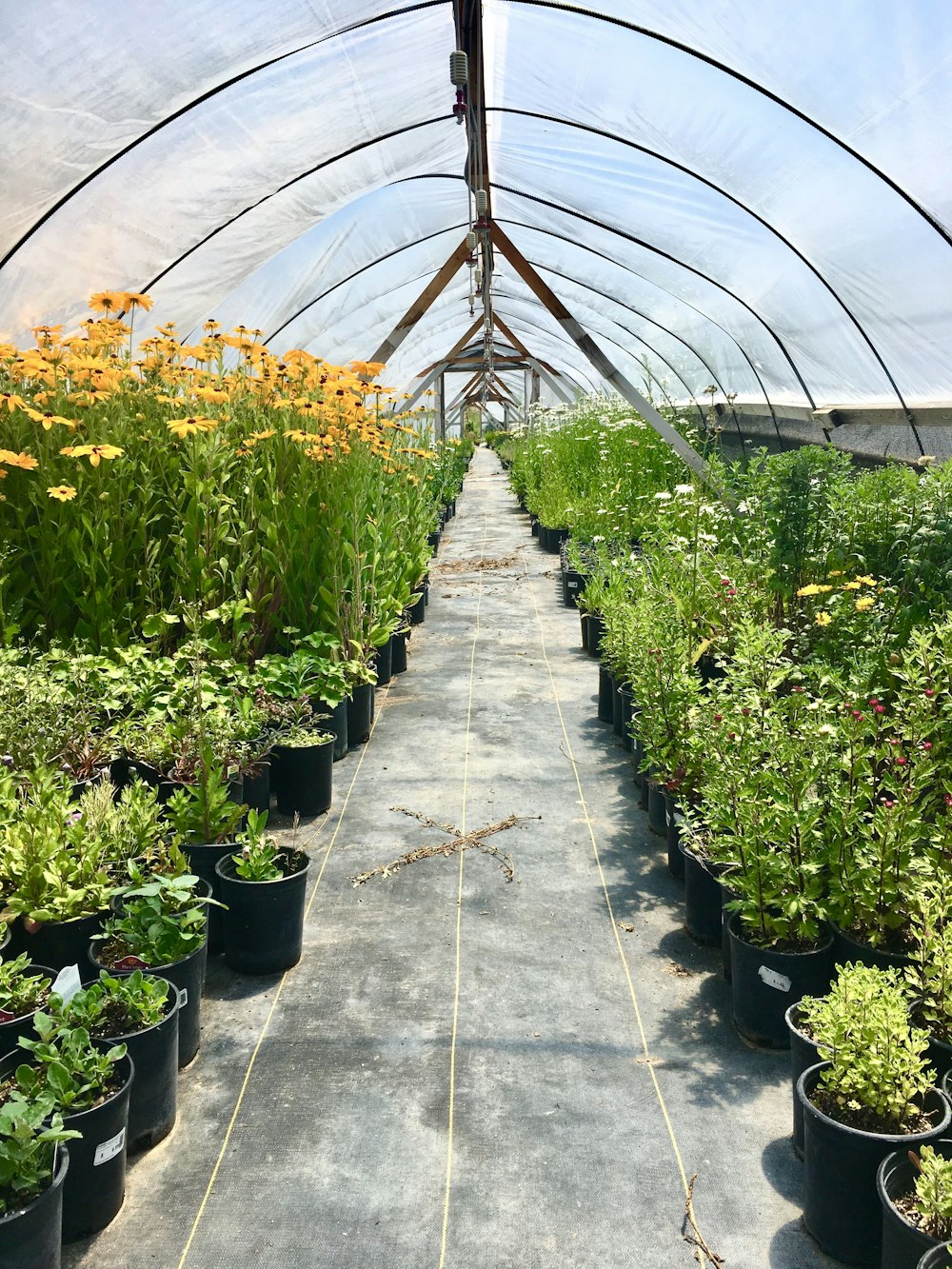 green-leafed plants potted on black pots