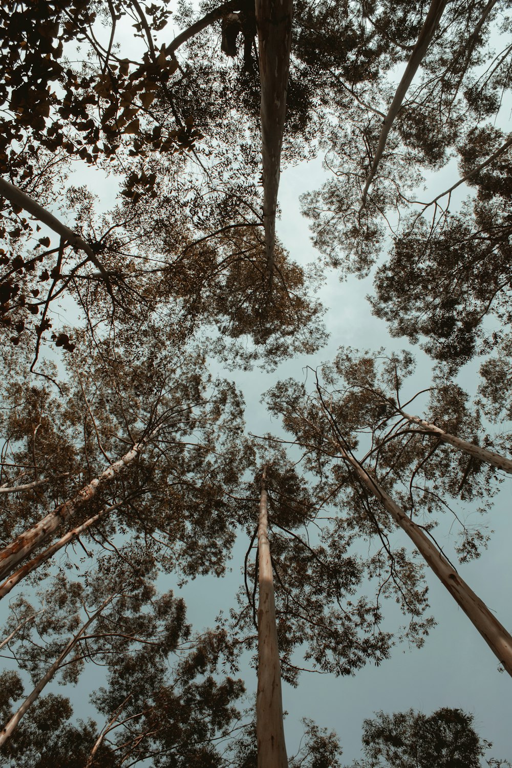 low angle photography of trees