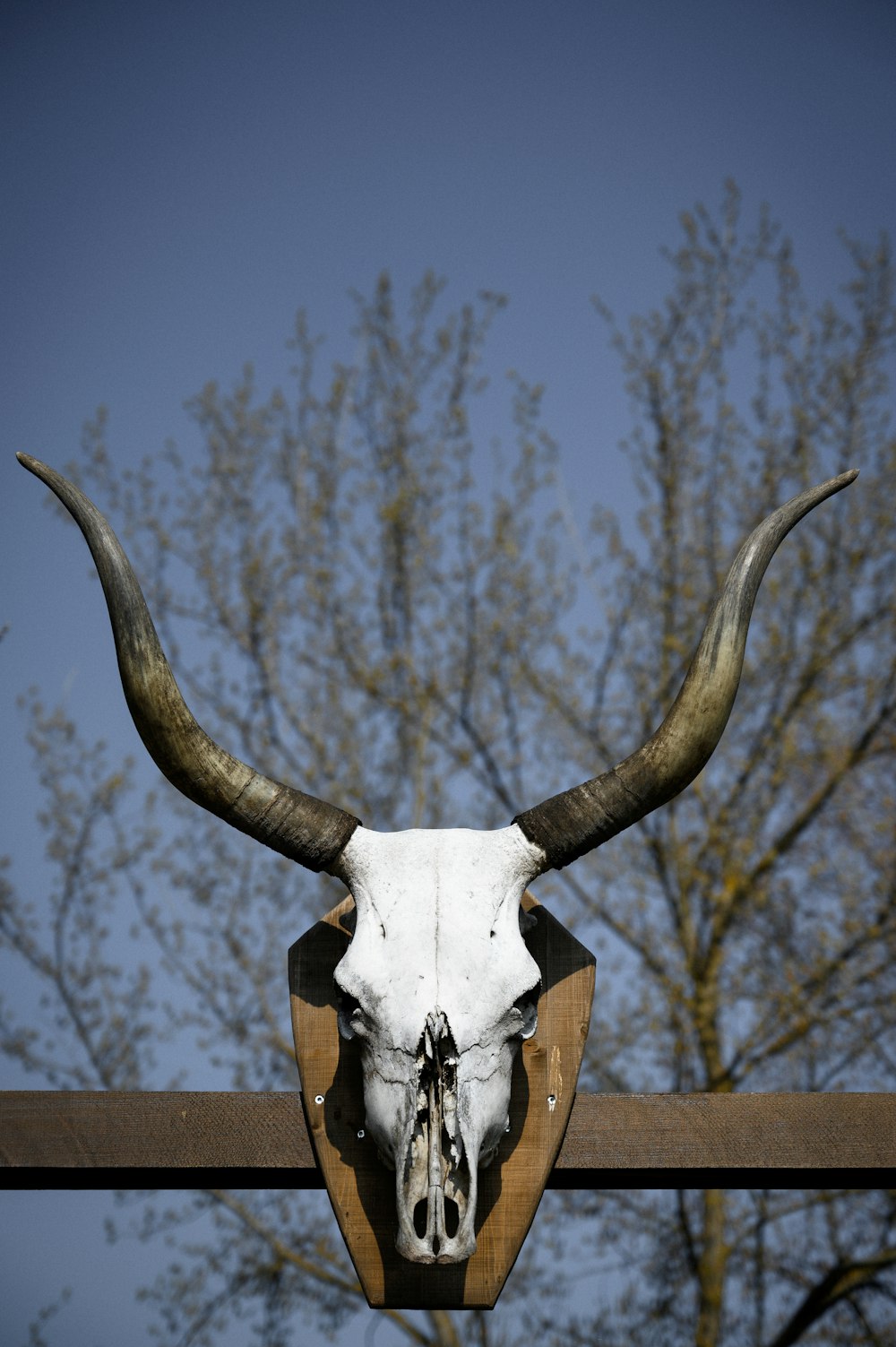 teschio di animale bianco e marrone su decoro in legno