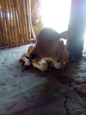 A young calf resting comfortably in a shaded barn area.