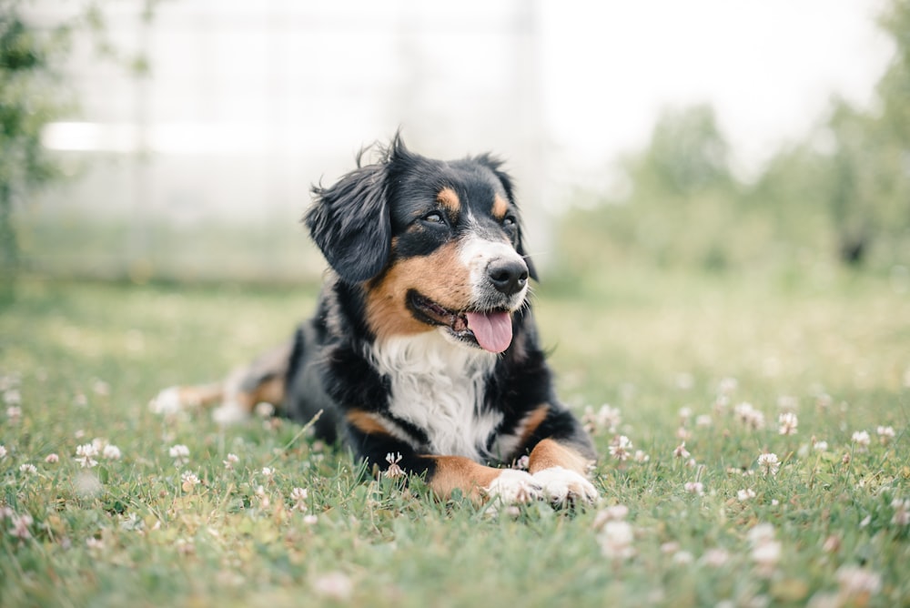 Fotografía de enfoque selectivo de perro negro, marrón y blanco acostado en un campo de hierba verde