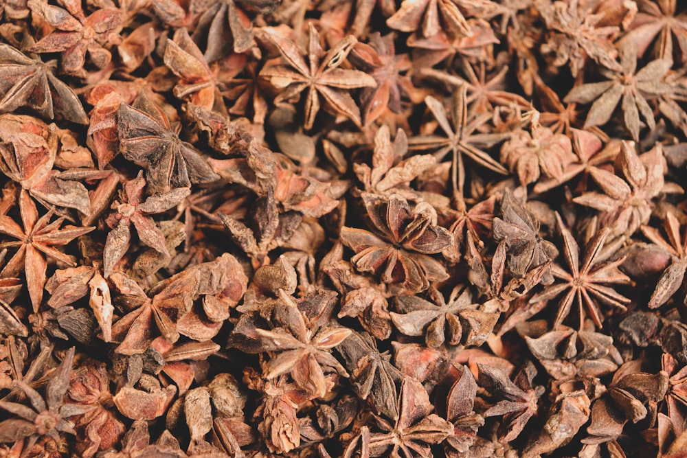 anise lot