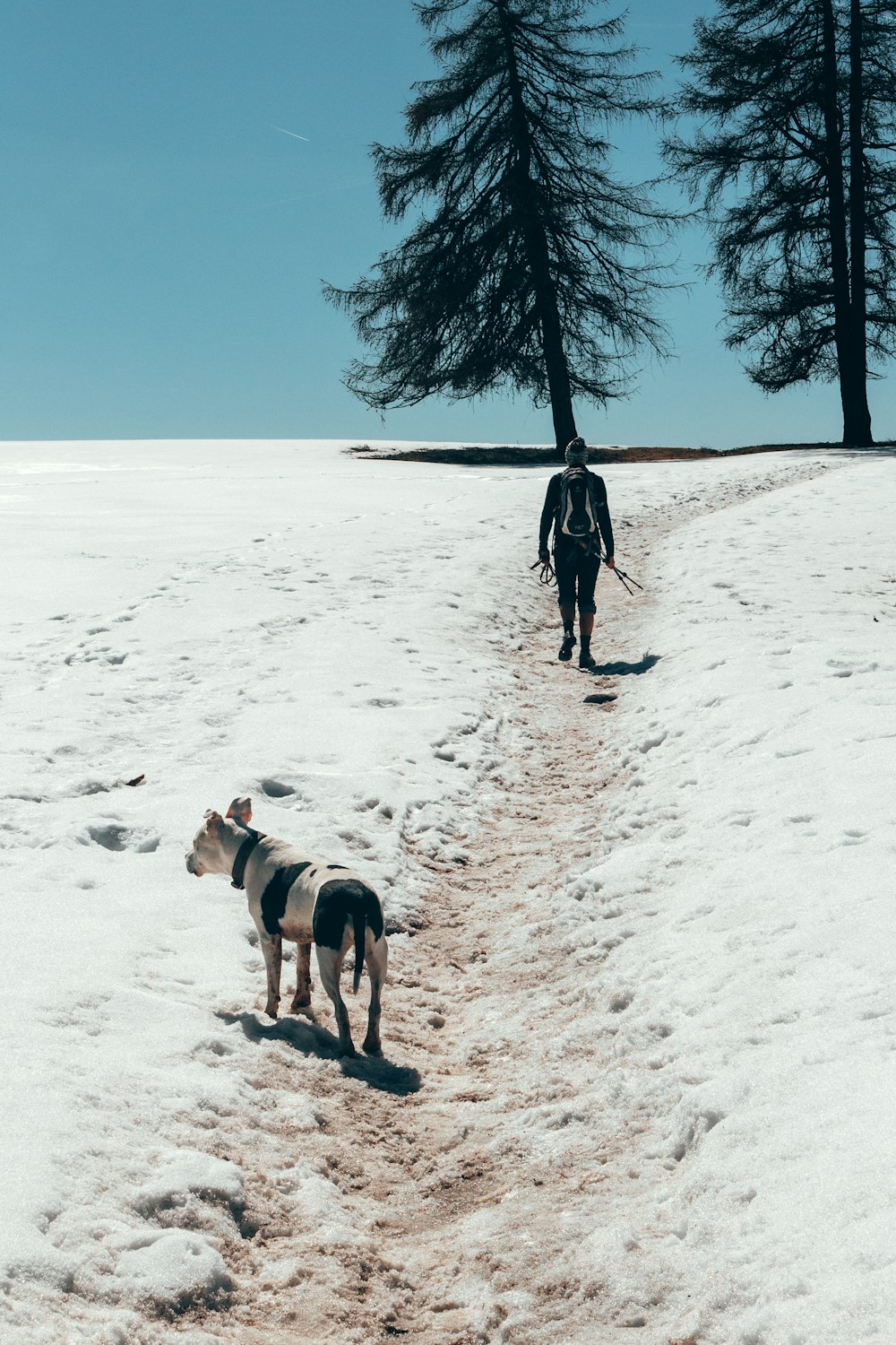 persona y perro blanco y negro de pelo corto paseando al aire libre