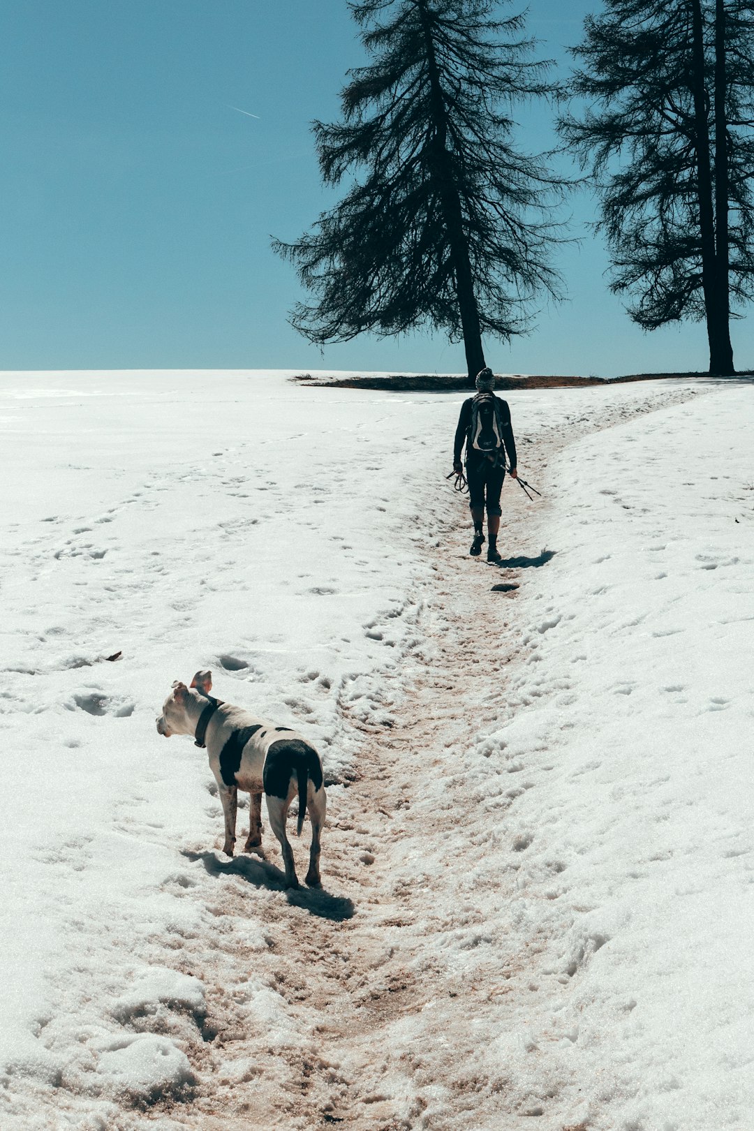 person and short-coated white and black dog walking outdoor