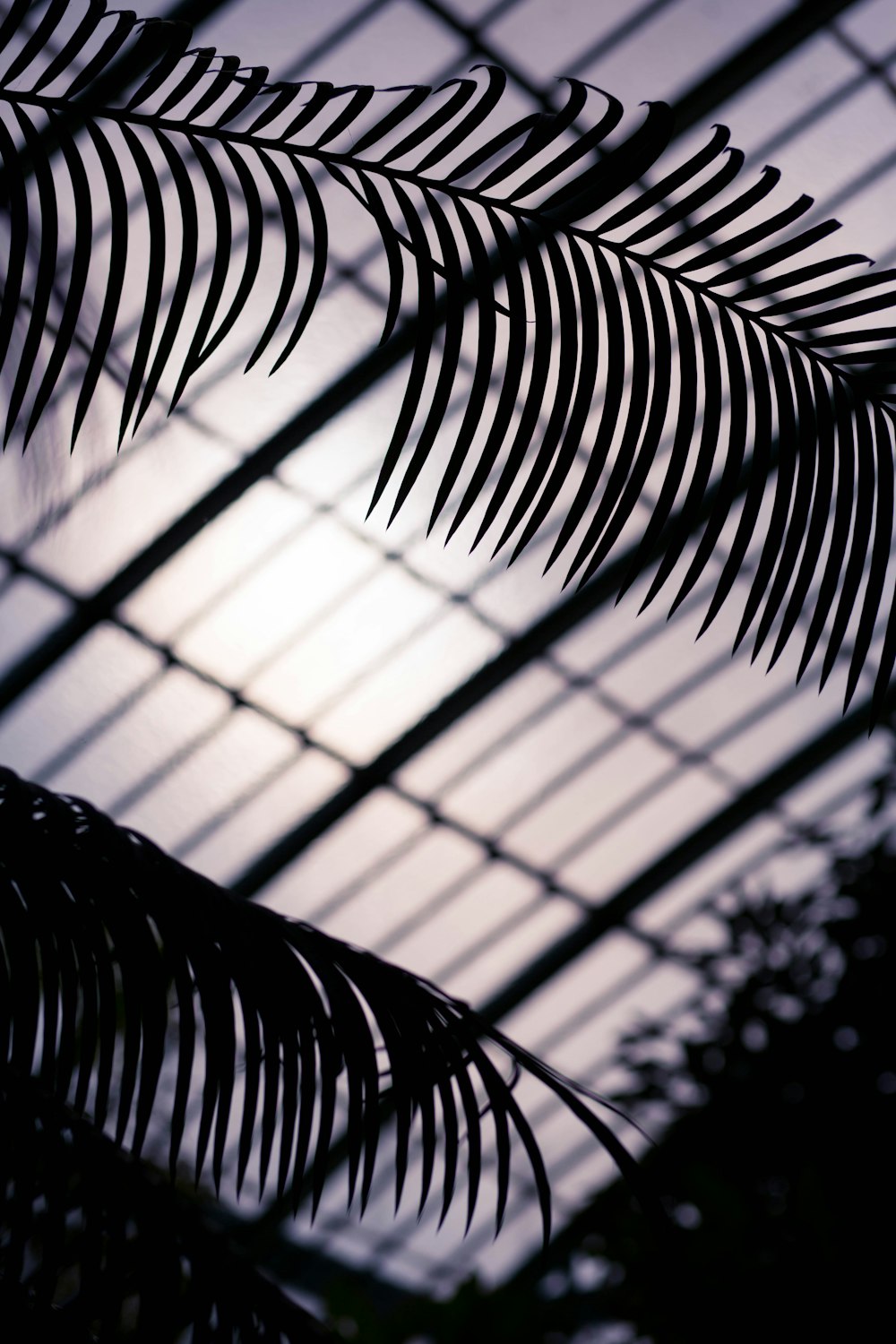 a close up of a plant with a sky background