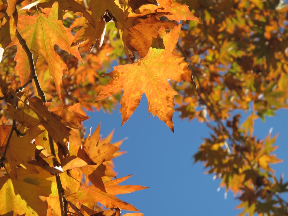 brown-leafed trees during daytime