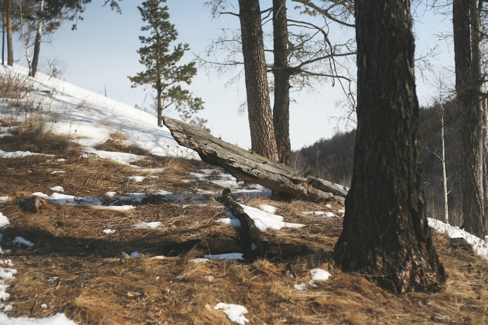 wood log