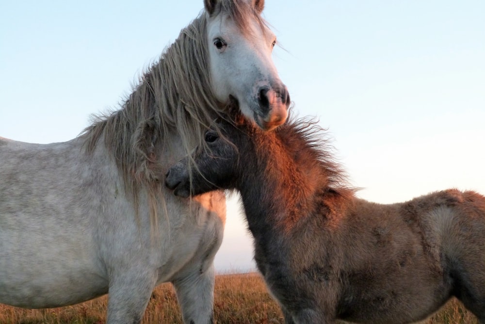 two white and brown horses