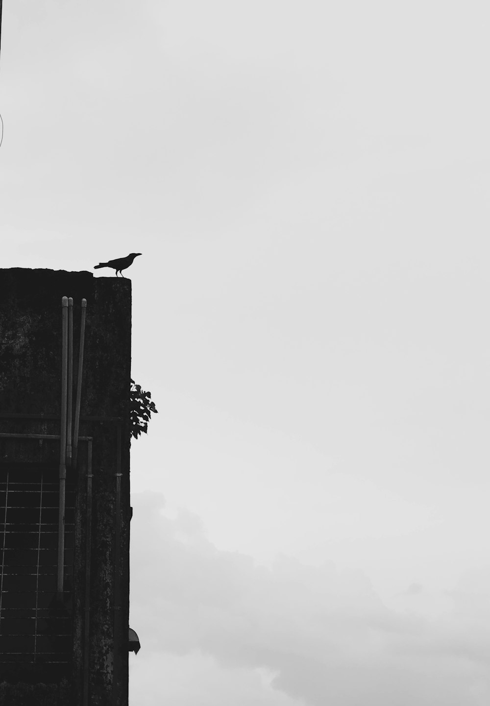 a black and white photo of a bird on top of a building