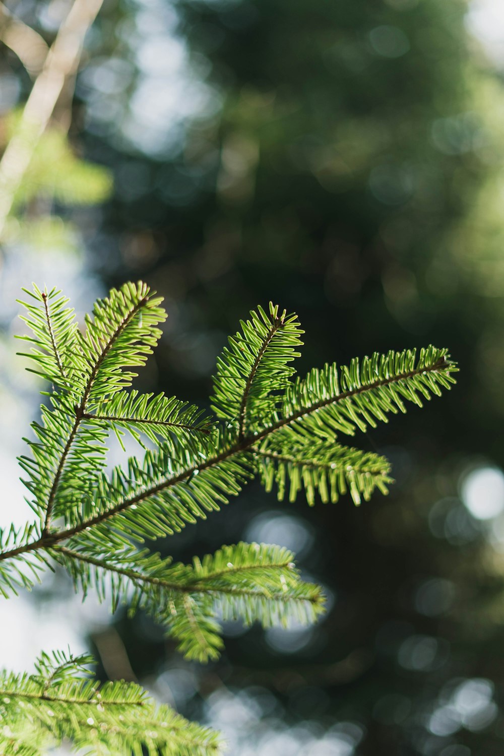 selective focus of green-leafed plant