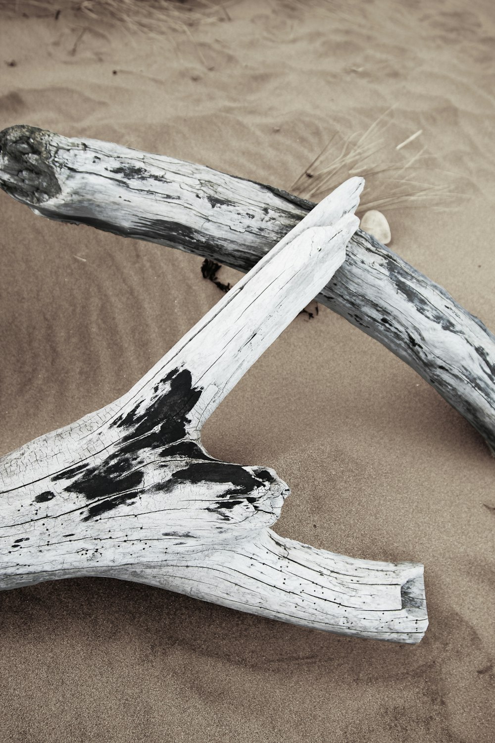 tronchi di legno bianco su sabbia