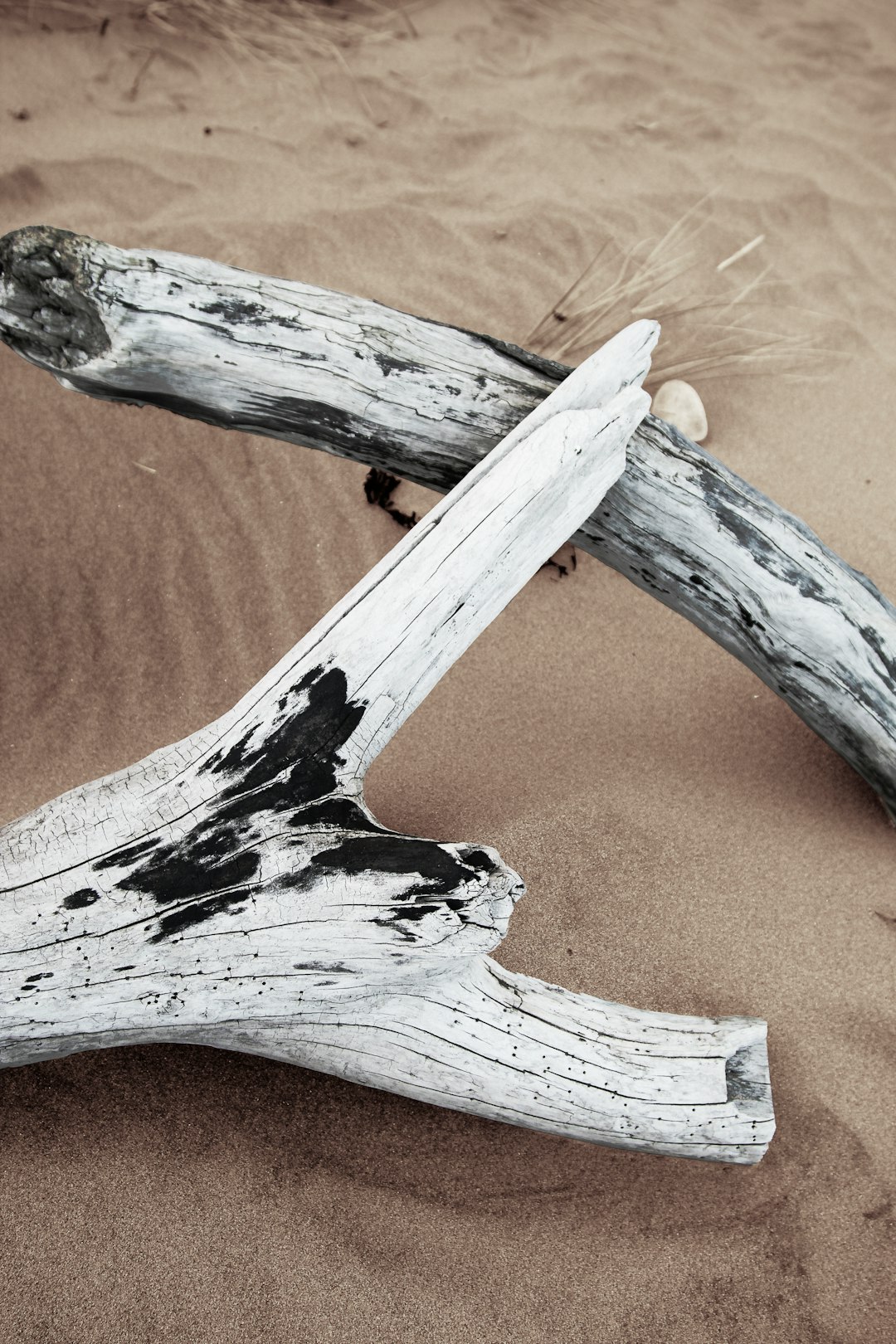 white wood logs on sand