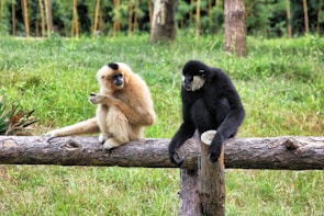two black and brown monkeys