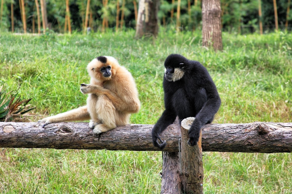 two black and brown monkeys