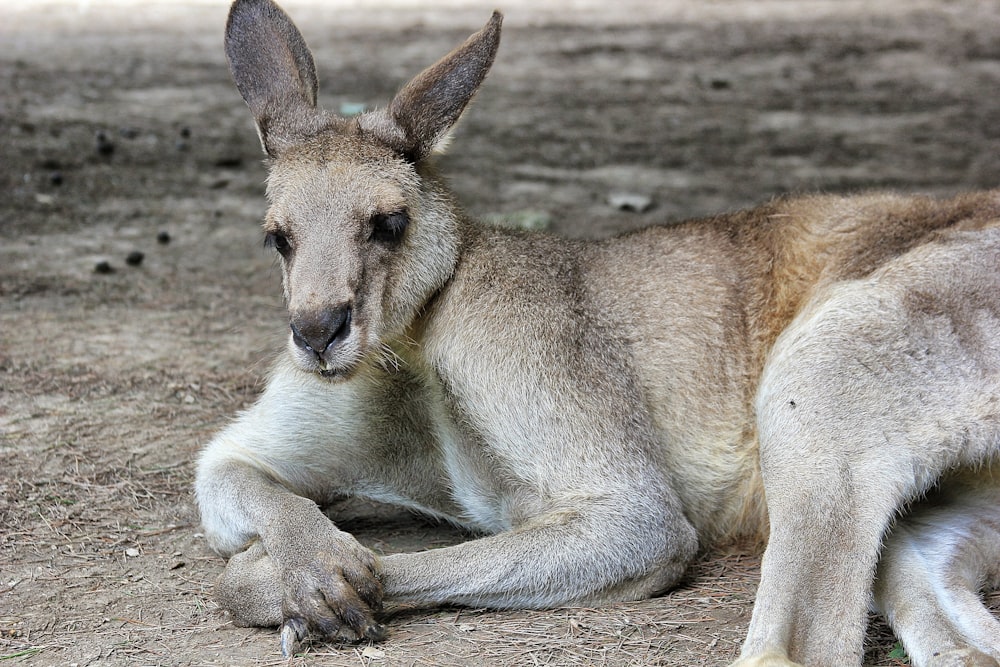 gray rabbit