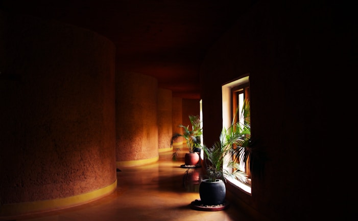 green-leafed plant in vase near window