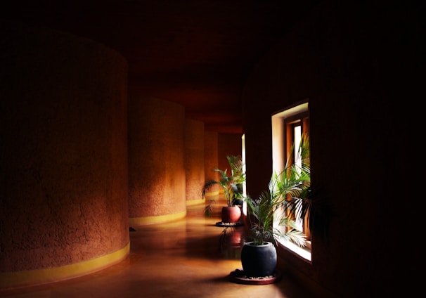 green-leafed plant in vase near window