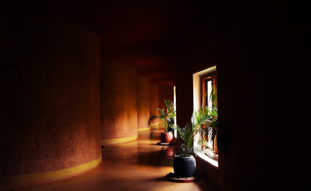 green-leafed plant in vase near window