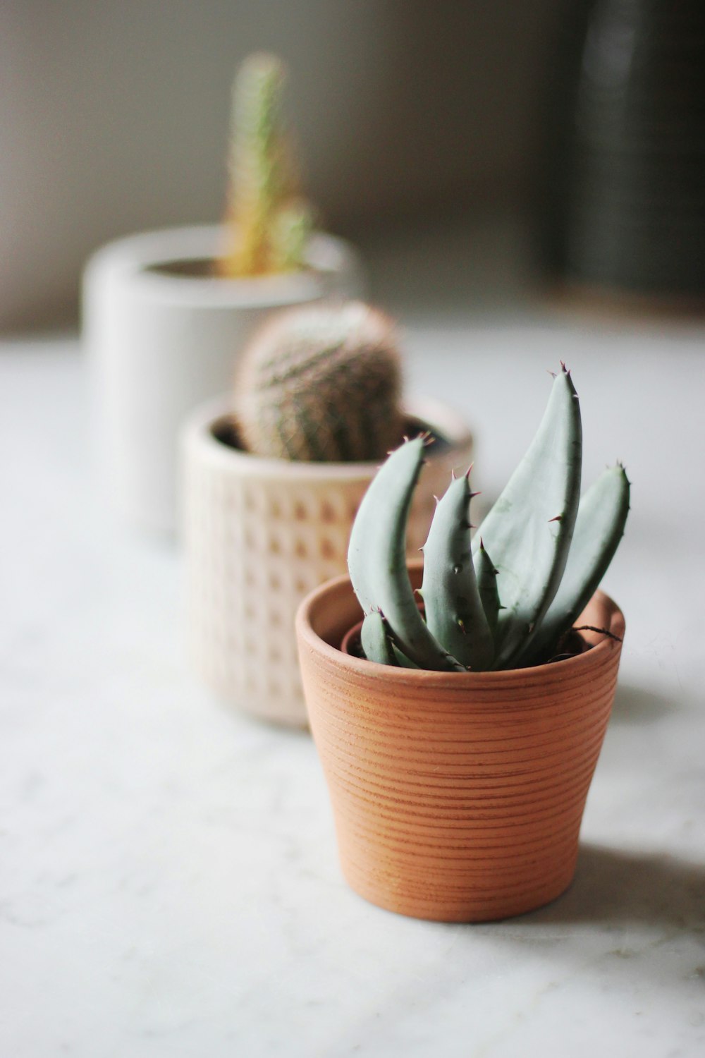 selective focus photo of succulent plant