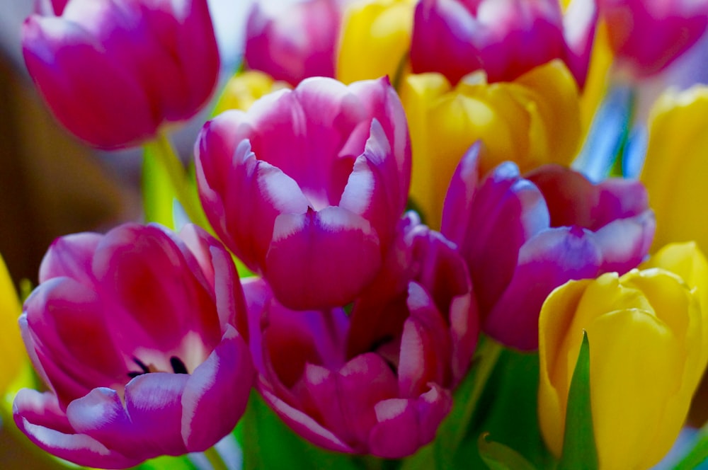 purple and yellow-petaled flowers