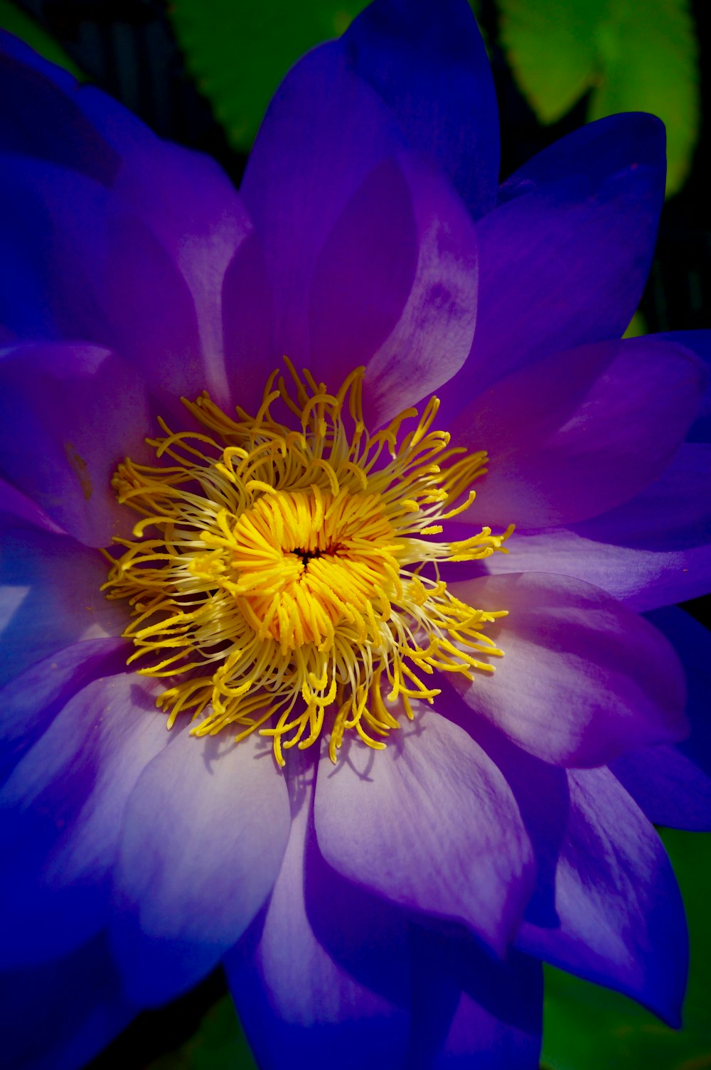 blue petaled flower