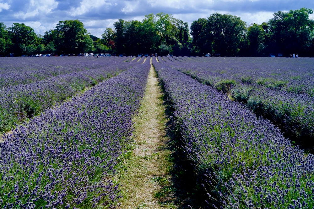 landscape photography of lavender flower field