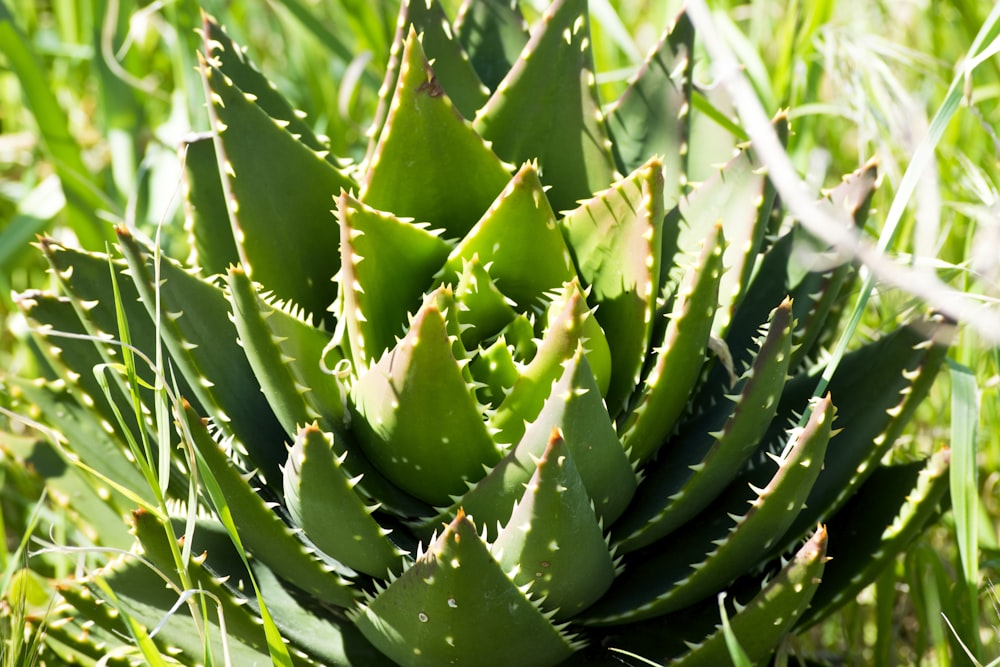 green cactus close-up photo