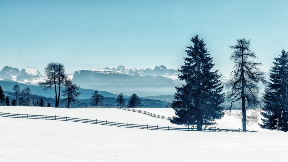 field of trees near mountain