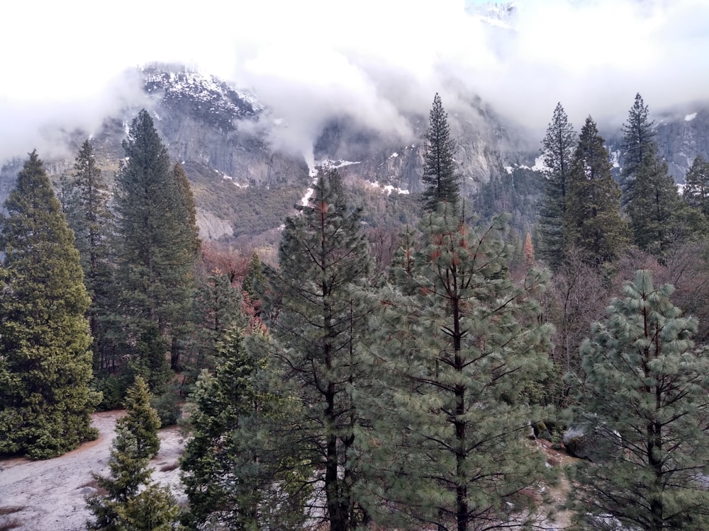 green pine trees scenery