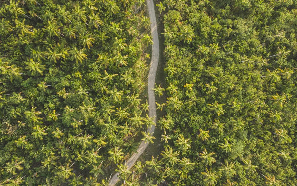 Fotografía a vista de pájaro de una carretera rodeada de árboles