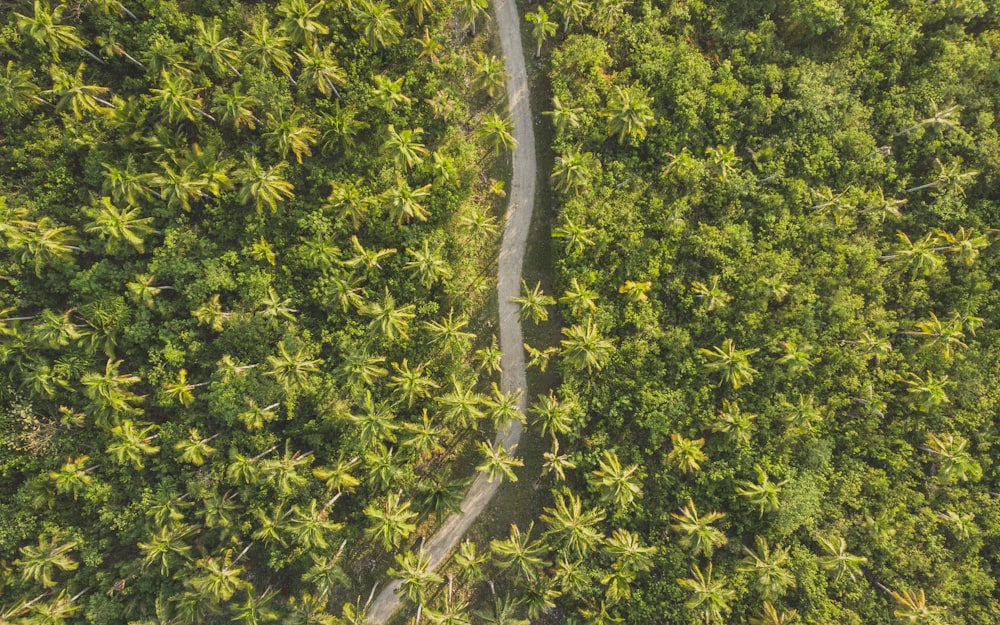 Fotografia a volo d'uccello di una strada circondata da alberi