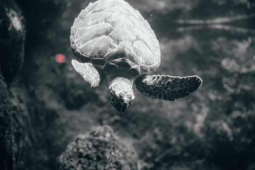 A sea turtle gracefully swims underwater, surrounded by a murky, oceanic environment. Its flippers are extended as it glides through the water, and the shell has detailed patterns. A small red light or object is visible in the background.