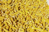 yellow corns