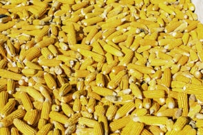 yellow corns