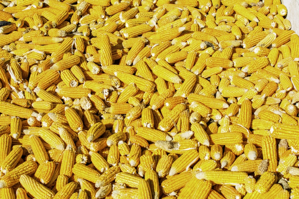 yellow corns