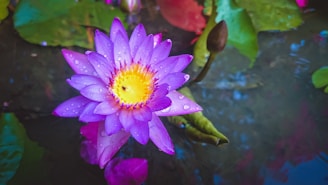 close-up photography of purple flower