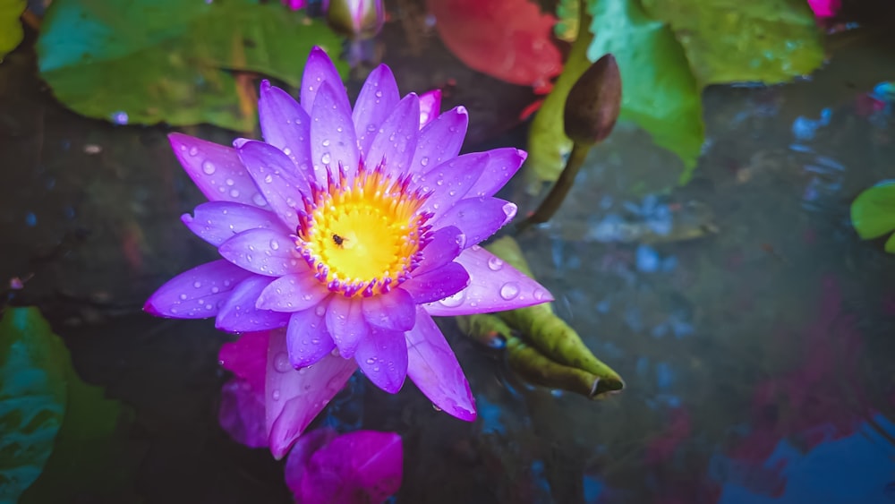 Fotografía de primer plano de flor púrpura