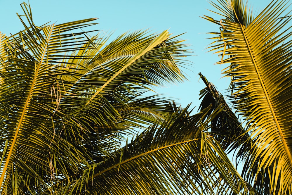 hojas de coco verde debajo de sk azul