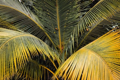 green leafed tree jamaica teams background