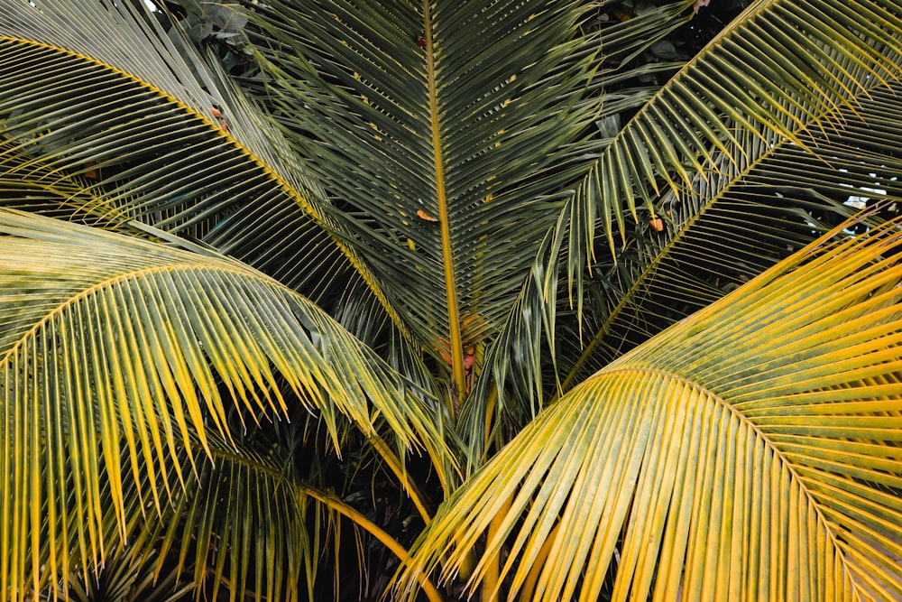 green leafed tree