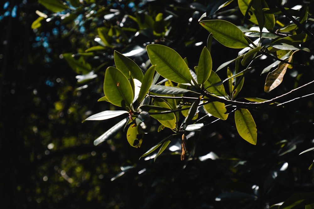 closeup photo of green leafed tree