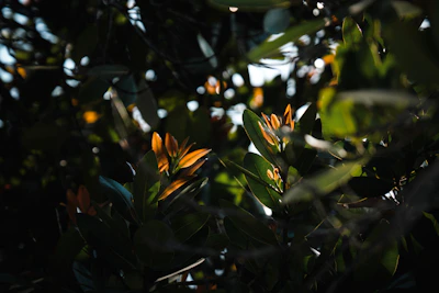 Soft sunlight filtering through leaves, illuminating a variety of earthy-toned makeup palettes.